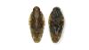 Nanocixius discrepans